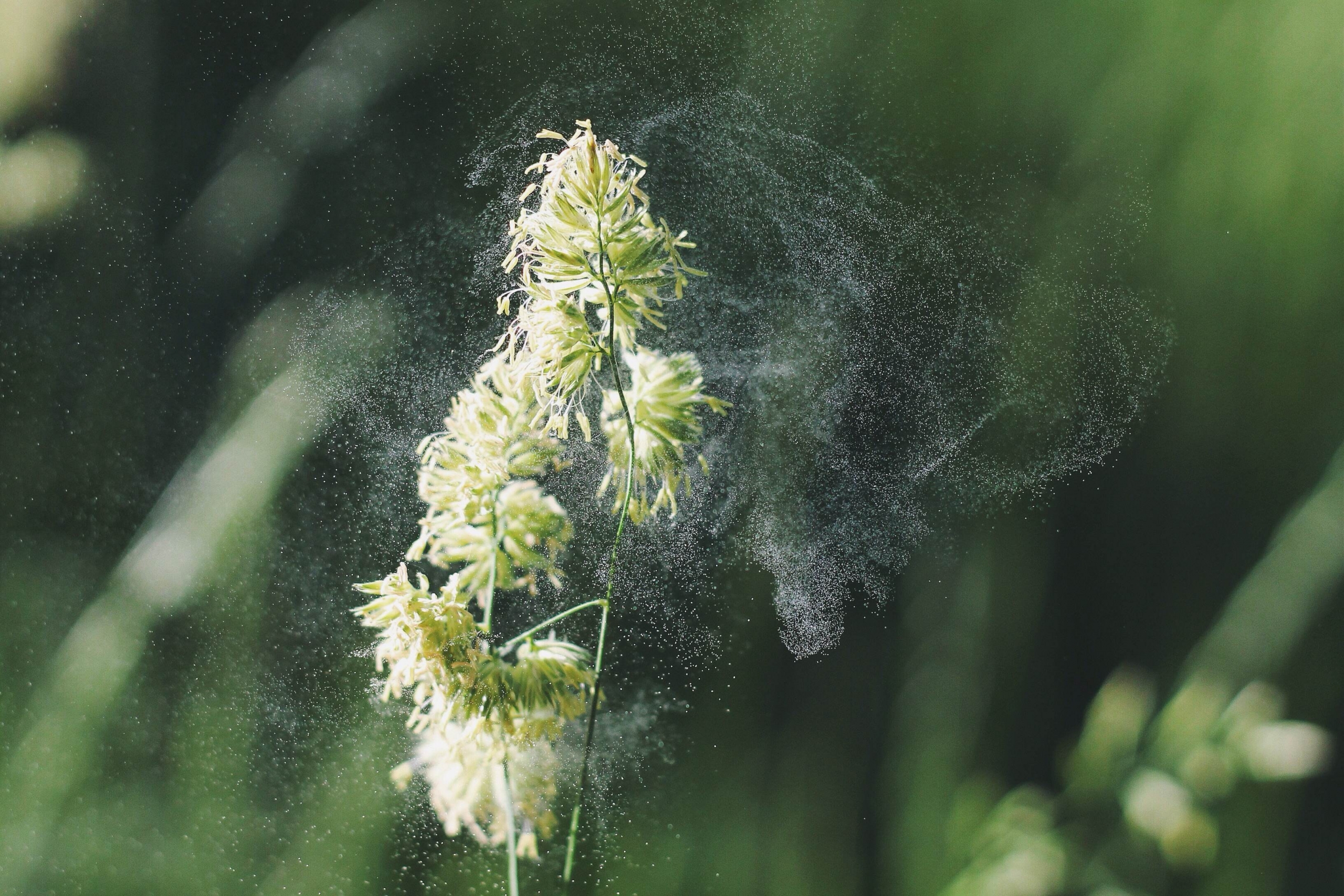 How to measure pollen - Breeze Technologies
