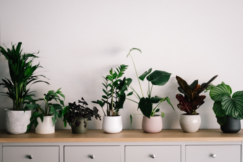 Do plants improve air quality? Breeze Technologies